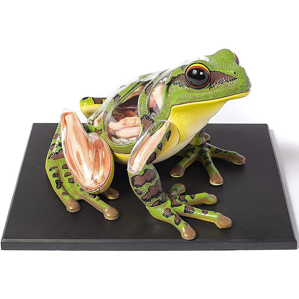 4D Vision Frog Anatomy Model Kit Educational Teaching Animal Model Supplies: Default Title