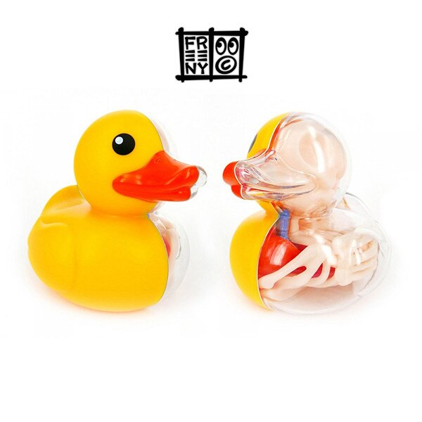 4D Master Perspective bone model of duckling Assembly of duckling animal model Artist Series