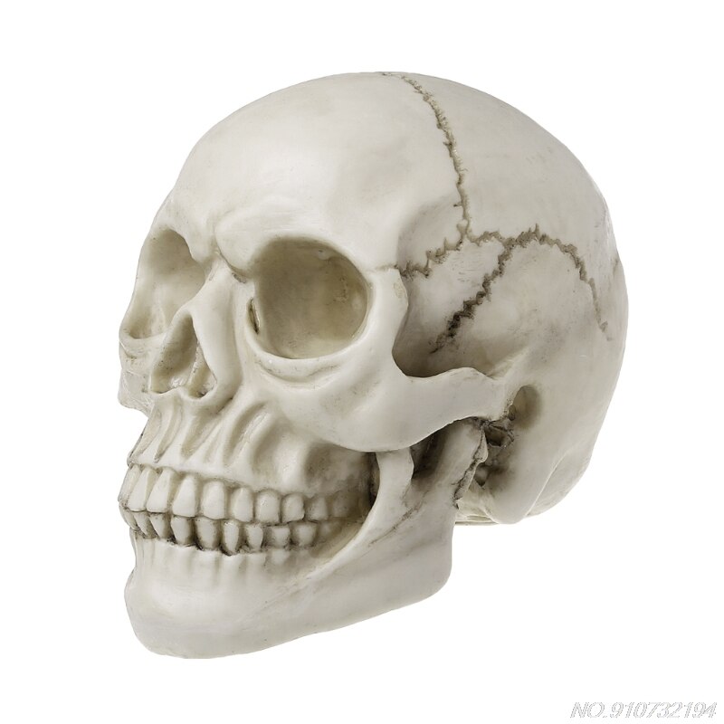 Resin Art Human Skull Replica Teaching Model Realistic 1:1 Adult Size N27 20