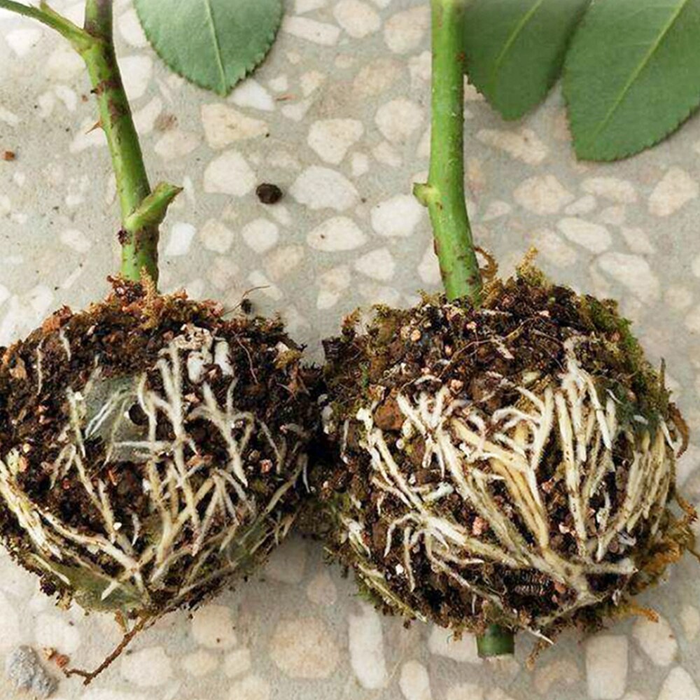 Plant high pressure propagation box cutting grafting rooting box garden tree rooting propagation ball