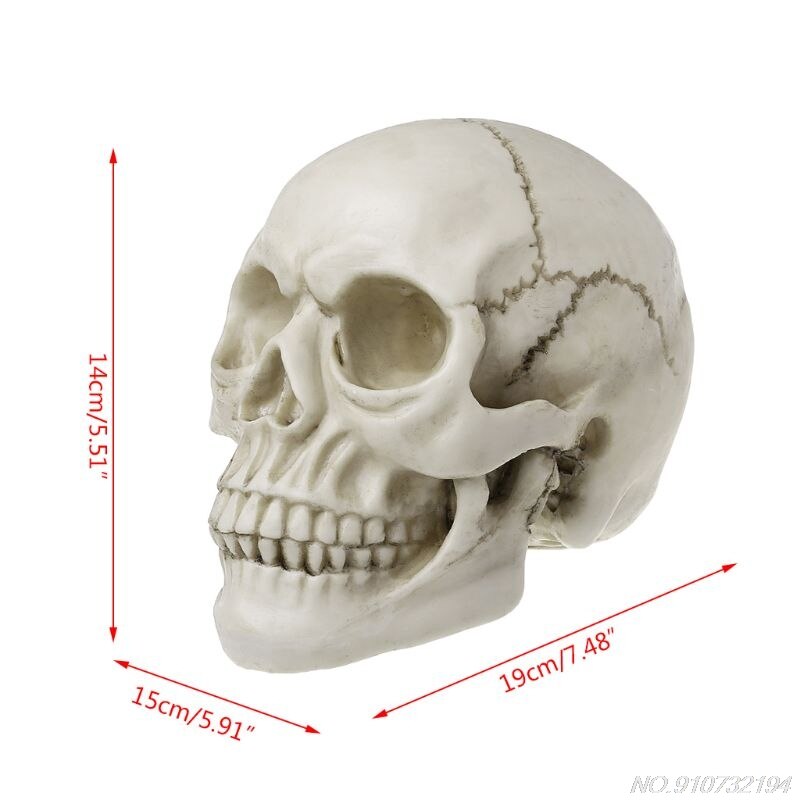Resin Art Human Skull Replica Teaching Model Realistic 1:1 Adult Size N27 20