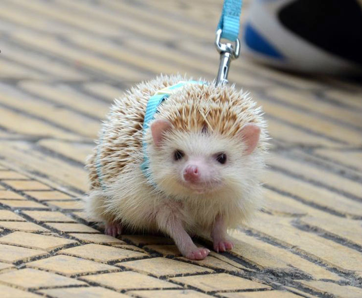 Adjustable hedgehog Harness for Training Playing traction rope