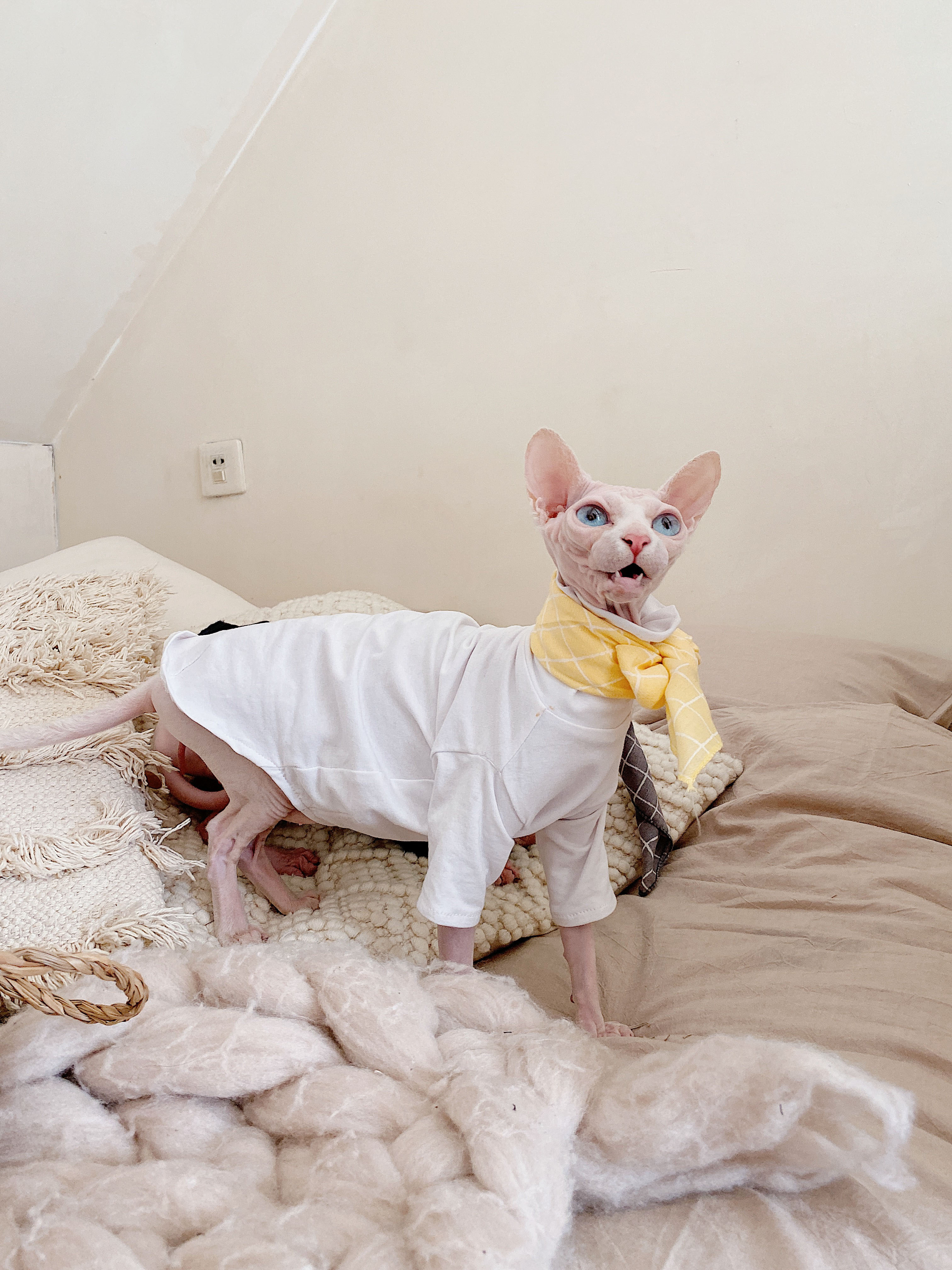 T-shirt Anti-allergie pour chat Sphinx, vêtement d&#39;été en coton noir et blanc pour animal de compagnie: WHITE / XS