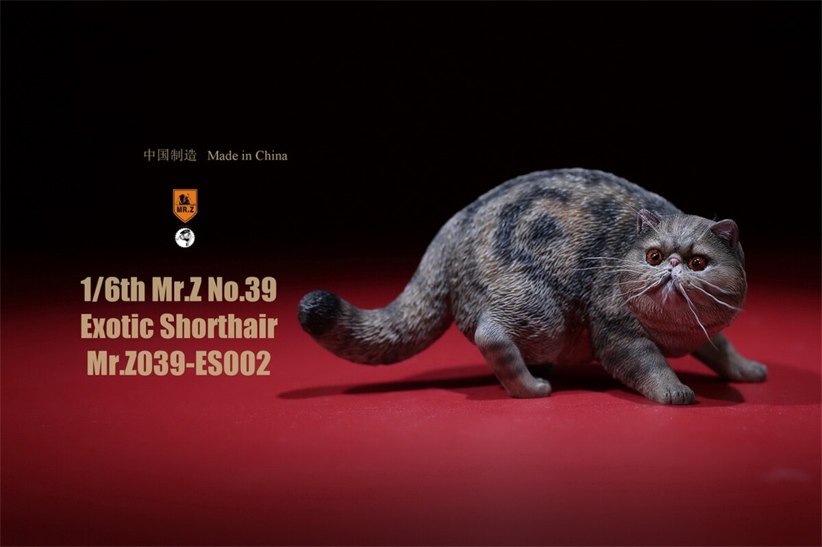 Mr.Z Studio 1:6 Exotic Shorthair Cute Cat Pet Animal Model Collector Toys Kitten Small Accessories Decoration simulation