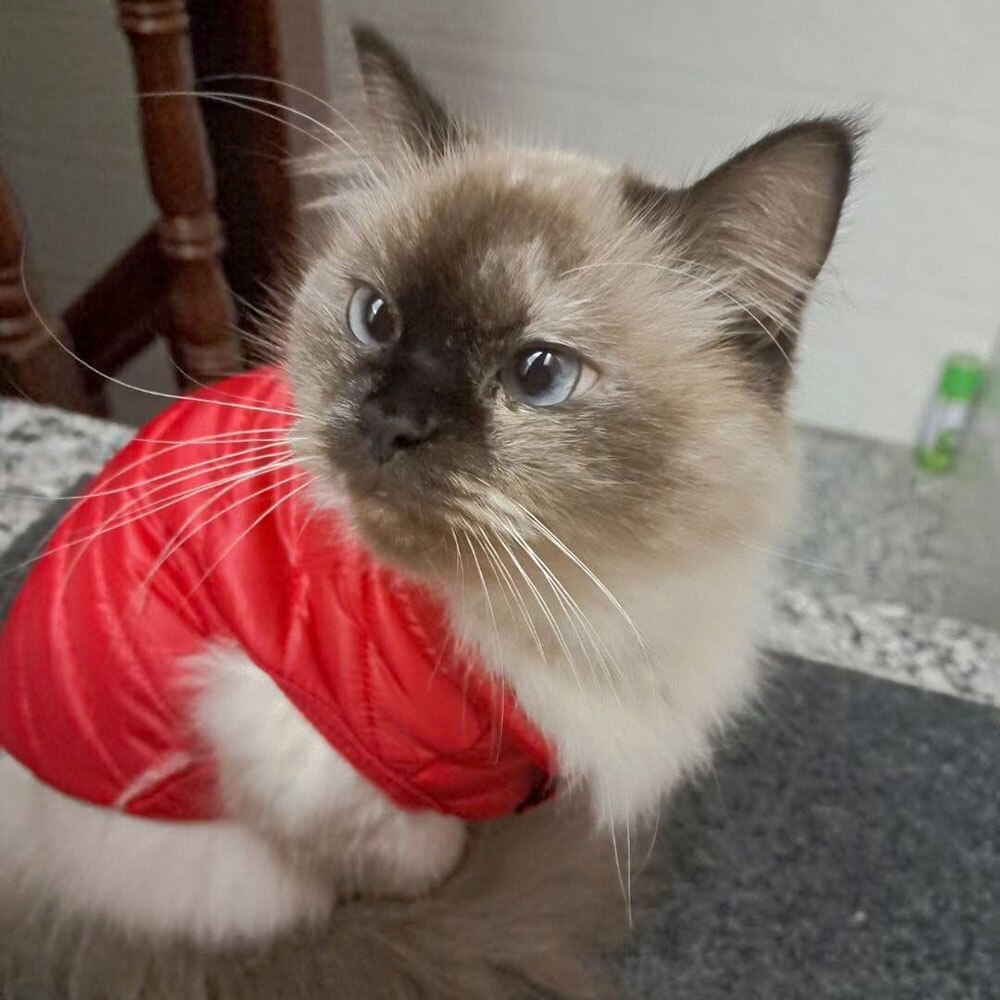 Veste d&#39;hiver ultralégère en duvet pour animal de compagnie, vêtement en coton doux et pour chiot, chat, chien, chaton gras, vêtement de Sport