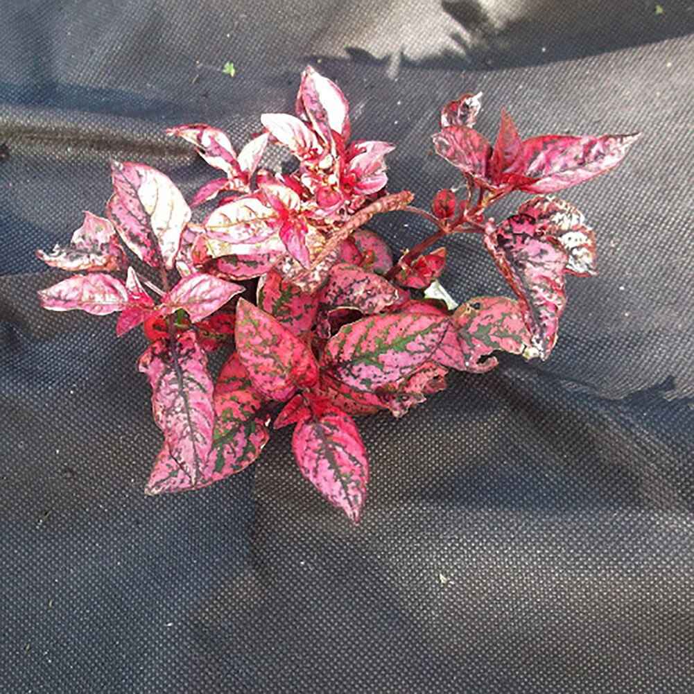 Control Fabric Breathable Garden Ground Soil Landscaping Material For Top Soil Pathways Driveways Decking Plant Beds Gardens