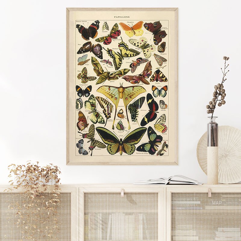 Butterfly Insect Vintage Poster Print Biology Educ... – Grandado