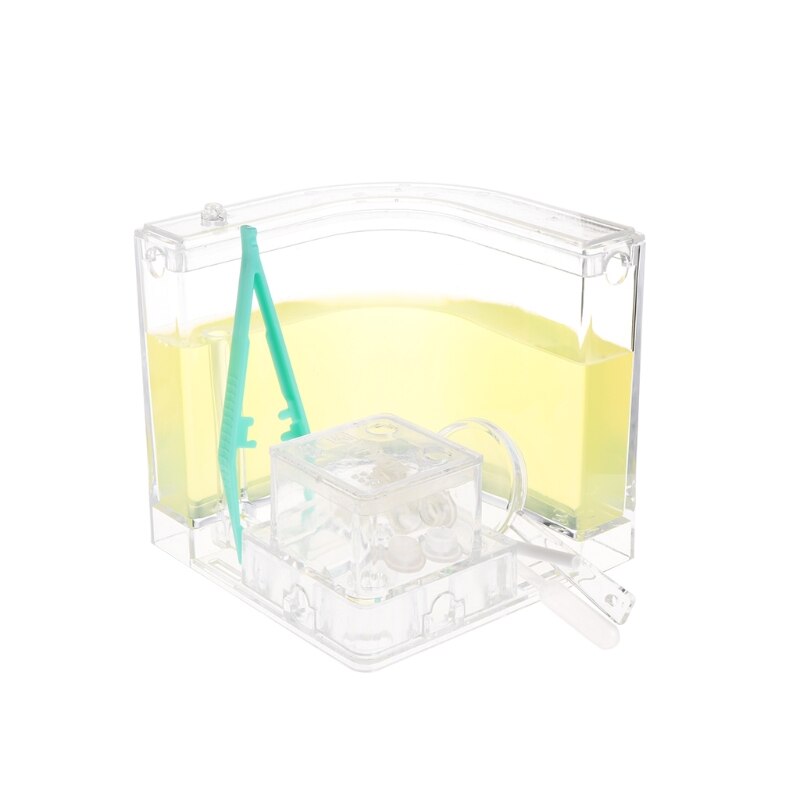 E9LA-laberinto de Gel 3D para granja de hormigas, sistema educativo de alimentación en vivo para guardería, novedad, Habitat,: Light Yellow