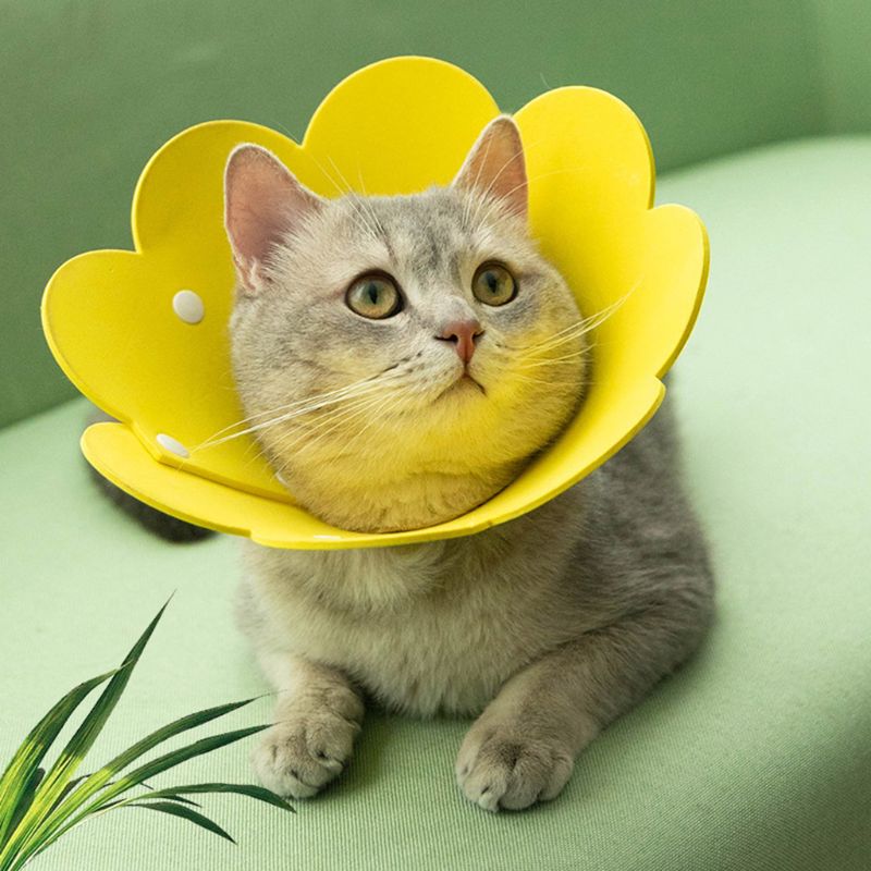 Collier de récupération de chat en forme de fleur collier élisabéthain cône de protection cicatrisant pour chiot chaton