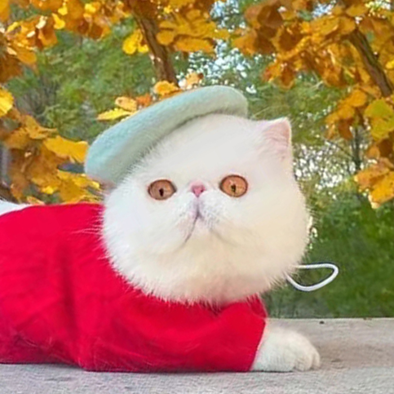 Solid Color Pet Hat Painter Wool Hat Dog Beret Mini Decorative Photo Headwear Pet Memorial Christmas Luxury Beret Hat