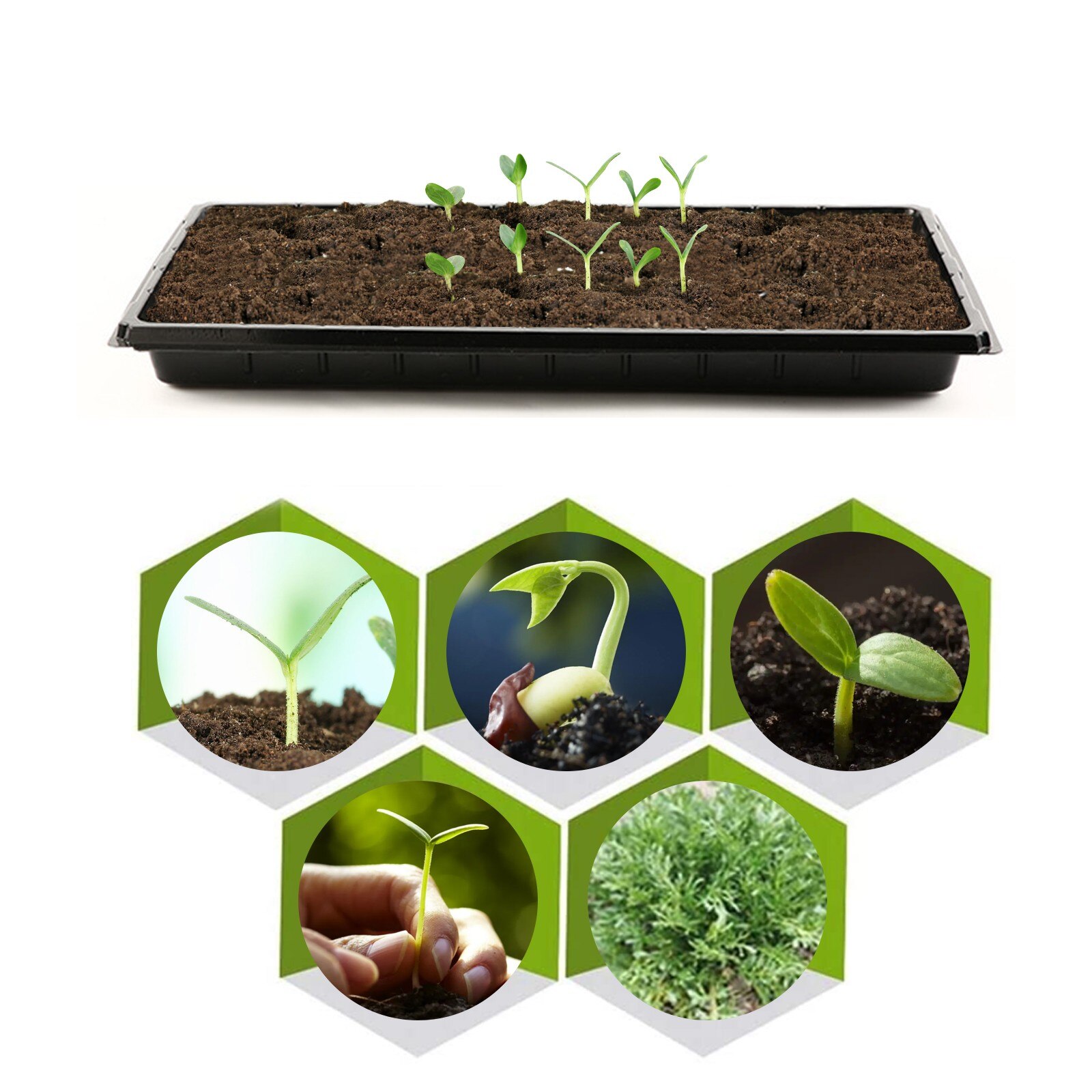 Strong Seed Starting Plant Growing Trays (Without Holes) Durable Reusable Flower Pots Grow Nursery Germination Box Garden Decor