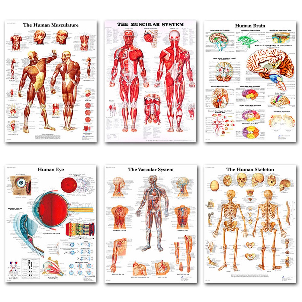 Menselijke Anatomie Poster Anatomie Skeletspieren ... – Grandado