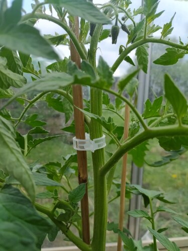 50 st plast växtstöd klämmor klämmor för växter hängande vinträd trädgård växthus grönsaker tomatfrön klämmor hem trädgård