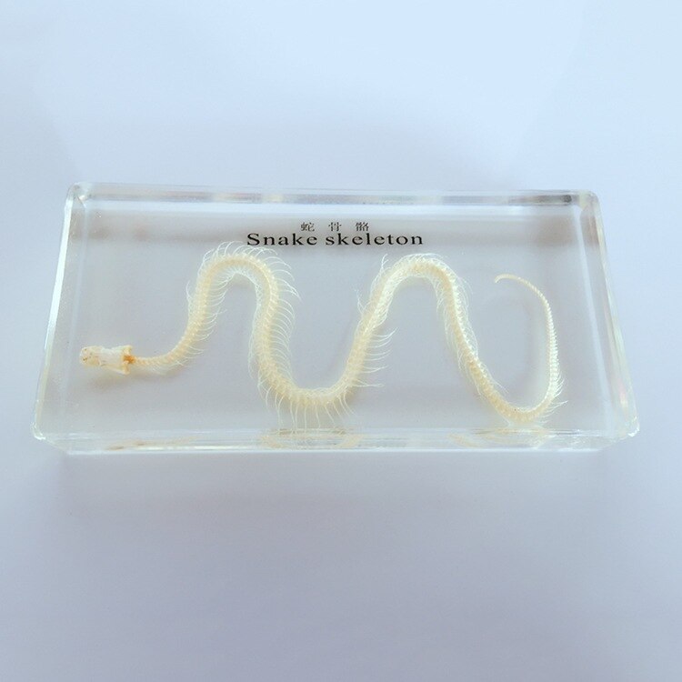 12 Stuks Echte Bug Specimens Transparante Hars Wetenschap Onderwijs Klaslokaal Bug Specimen Sample Tabletop Ornament