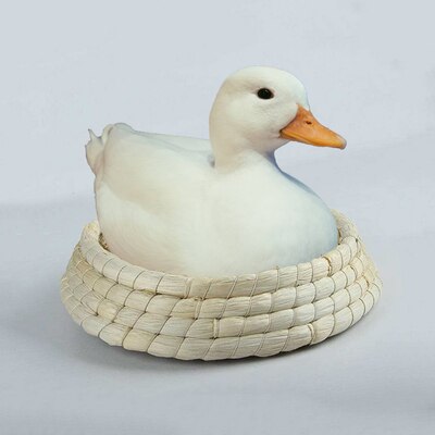 Nid de canard jaune, nid de poule, petit canard, nid d&#39;herbe, maison pour animal de compagnie, mignon