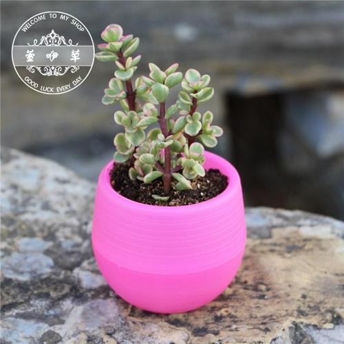 Eco-friendly Colourful Mini Round Plastic Plant Flower Pot Garden Home Office Decor Planter 7cm: 06