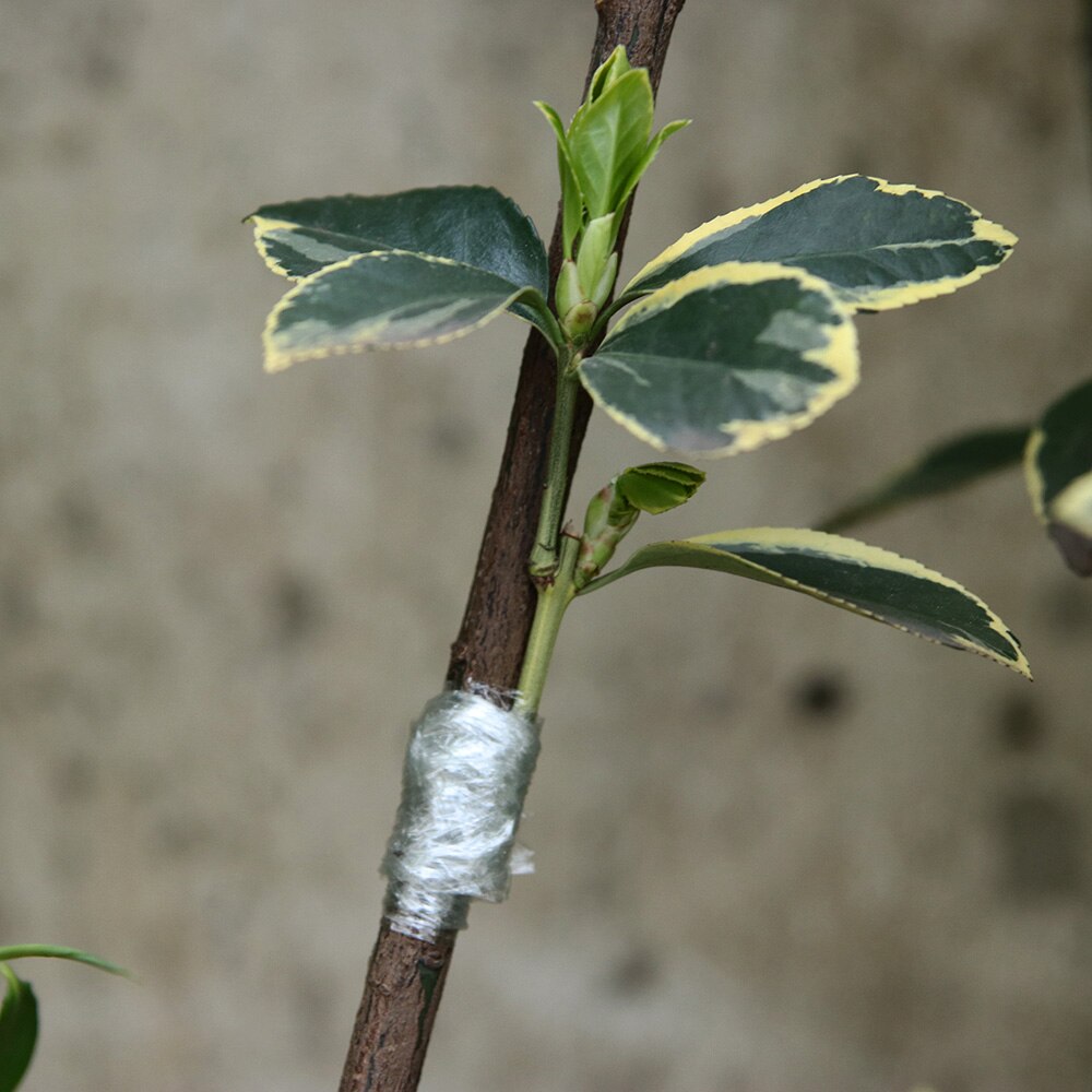 100M/roll Grafting Tape Garden Tools Fruit Tree Secateurs Engraft Branch Gardening bind belt PVC tie Tape Plant Tree Tape