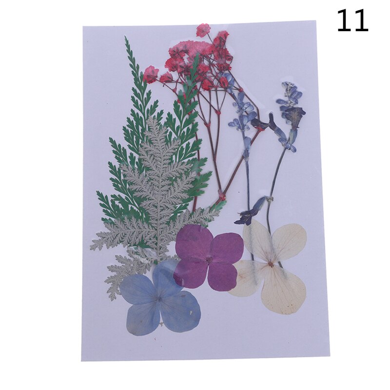 Dried Flowers specimen Pressed Scrapbook Bookmark Card DIY Art Craft Decor: 11