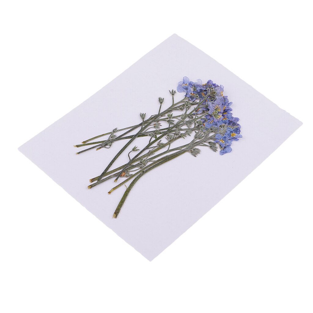 10 Pack Pressed Flower Flower Forget-me-not Dried Flower Leaves Leaf For Floral Art Craft Card Making Scrapbooking