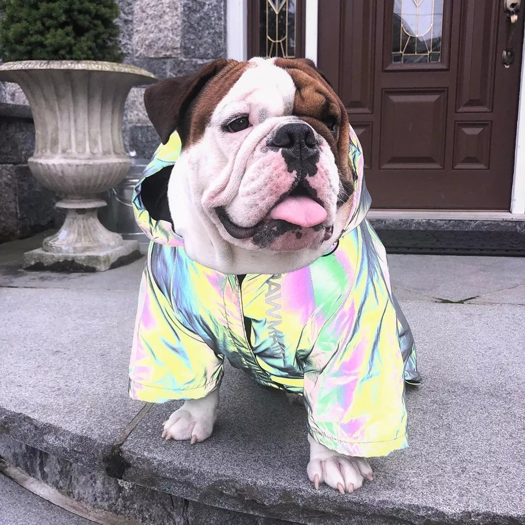 Tierhood