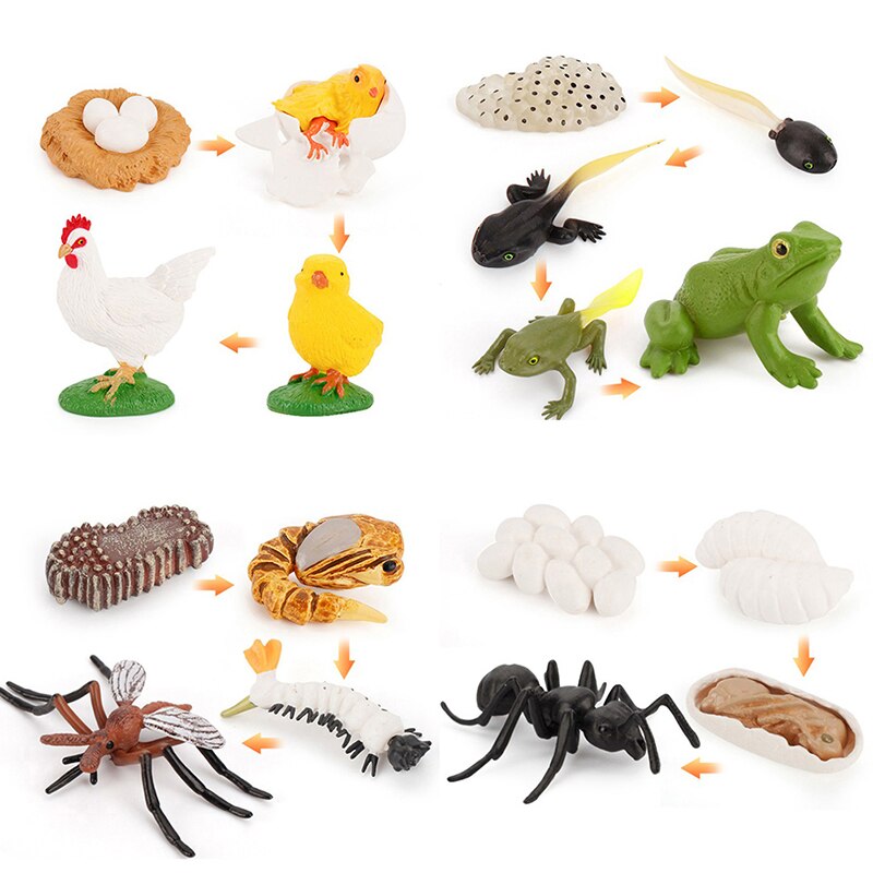 Cognitive Toy Simulation Life Cycle Animals Plant Growth Cycle Model Science Educational Toys For Children