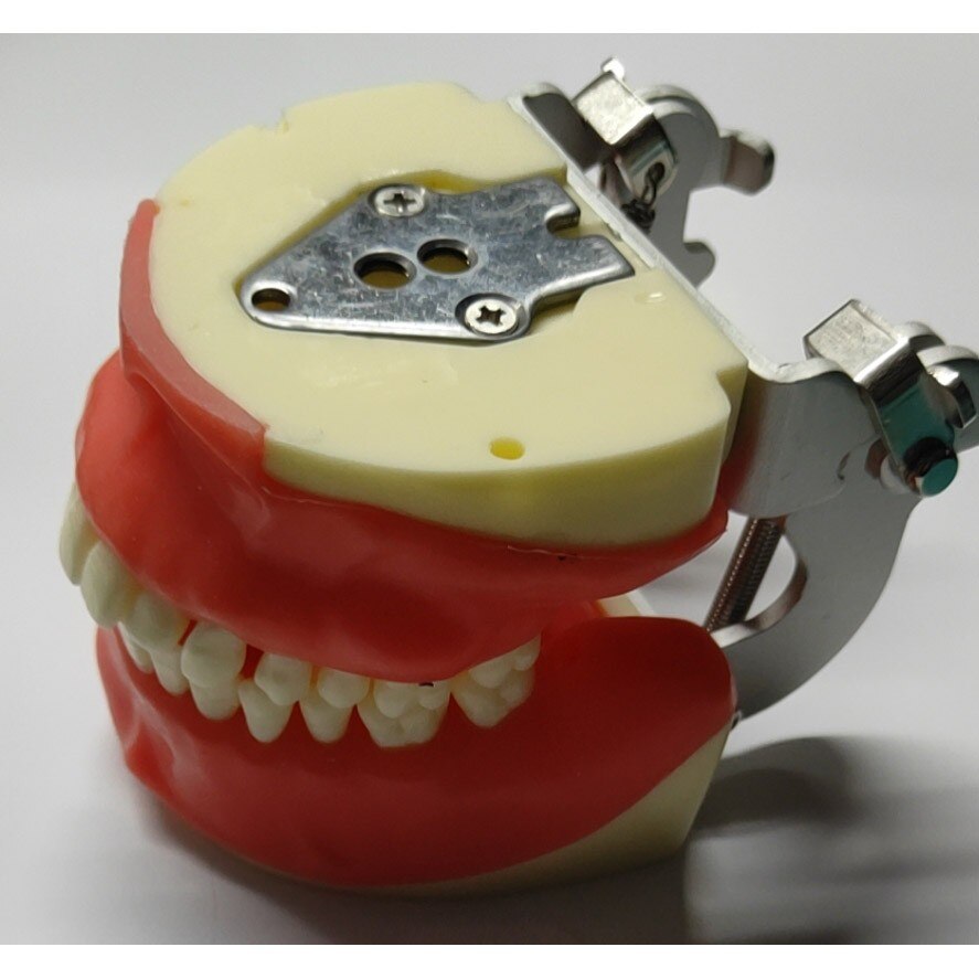 Dental Model Teeth Model Dental Teaching Model Standard Model with 32 Screw-in Teeths Demonstration Soft Hard Gum 28 24 Teeth: Oral Surgery