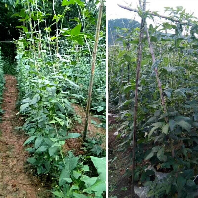 Speciale netto voor plant klimmen meloen bittere kalebas loofah bean meloen fruit komkommer netto landbouw planten netto