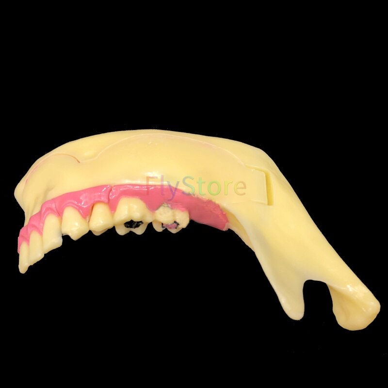 Dental Mandibular Teaching Model Teeth Demonstration Anatomical Study