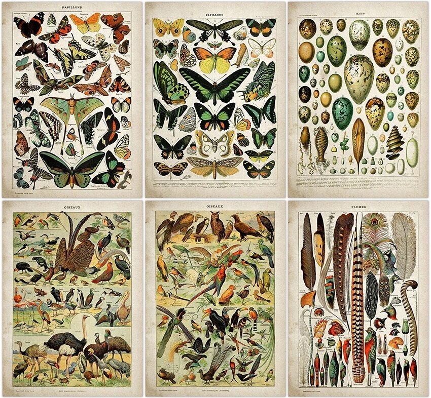 Buttferflies Vintage Poster Bees Insects Birds Plumes Feathers Eggs Wall Art Posters and Prints Adolphe Millot Kraft paper