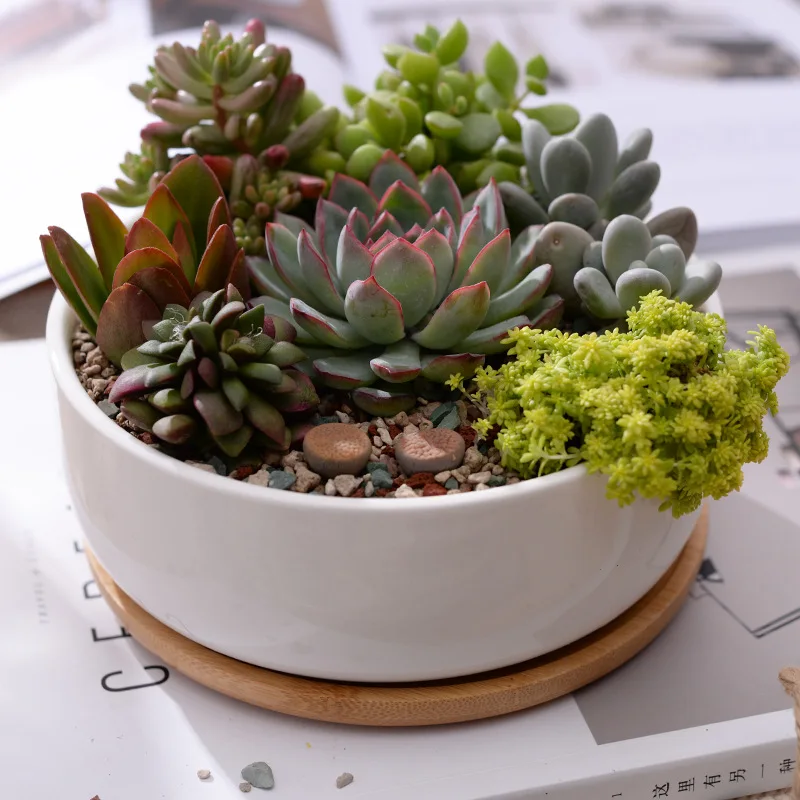 1 einstellen Minimalistischen Weiß Keramik Sukkulente Topf Porzellan Tiefe Abgerundete Topf Schreibtisch Topf Zakka Wohnkultur (1 Topf + 1 fach)