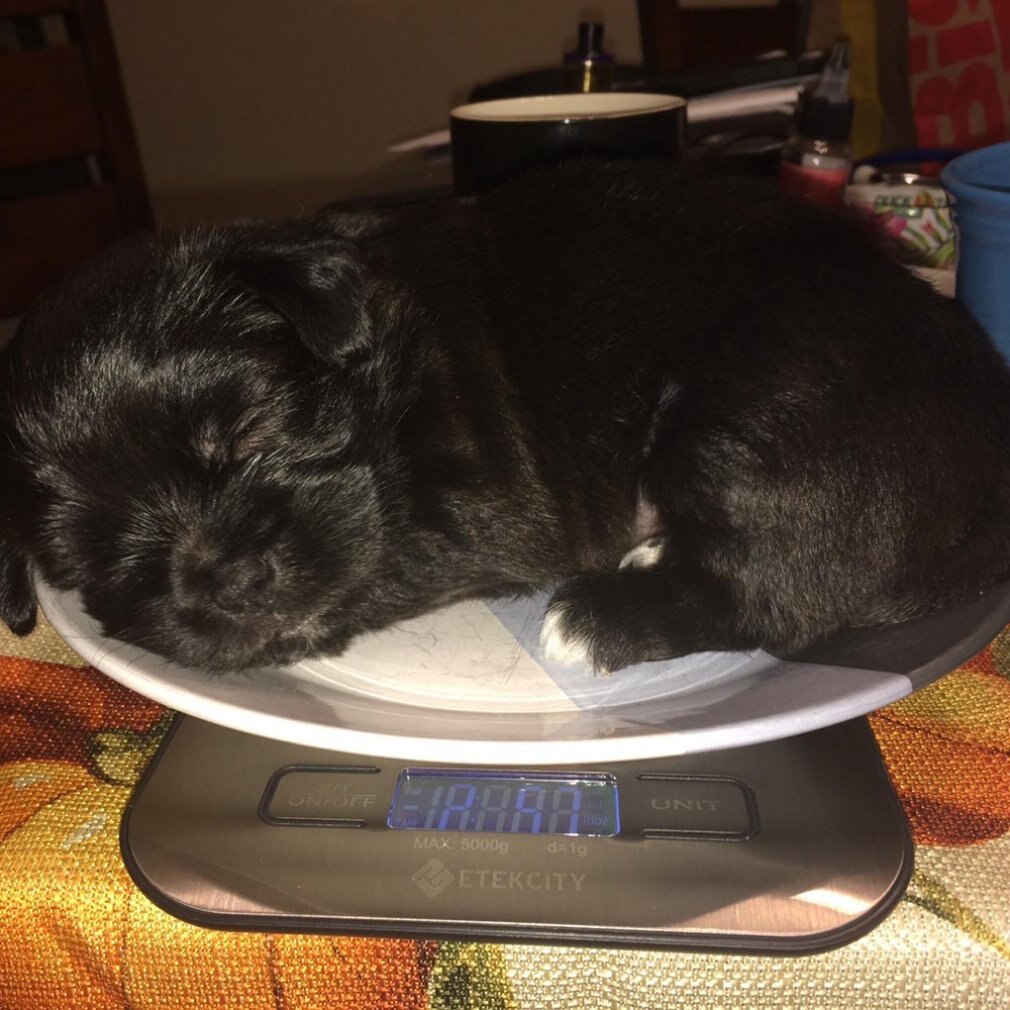 Digital Kitchen Scale Multifunction Rechargeable Food Scale with LCD Display High Accuracy Portable Food Scale