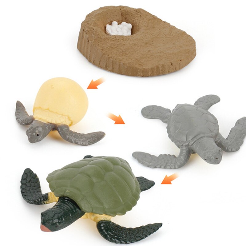 Animals Growth Cycle Life Model Set Frog Ant Mosquito Sea Turtle Simulation Model Action Figures Teaching Material For Kids