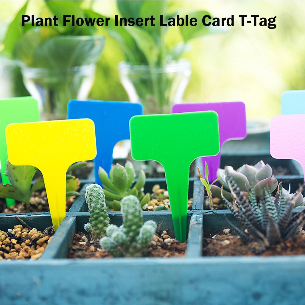 100 pièces jardinage étiquettes pépinière bonsaï étiquette plastique plante Type T étiquette plante Pot planteur légume étiquette étiquettes plante marqueur # LJC