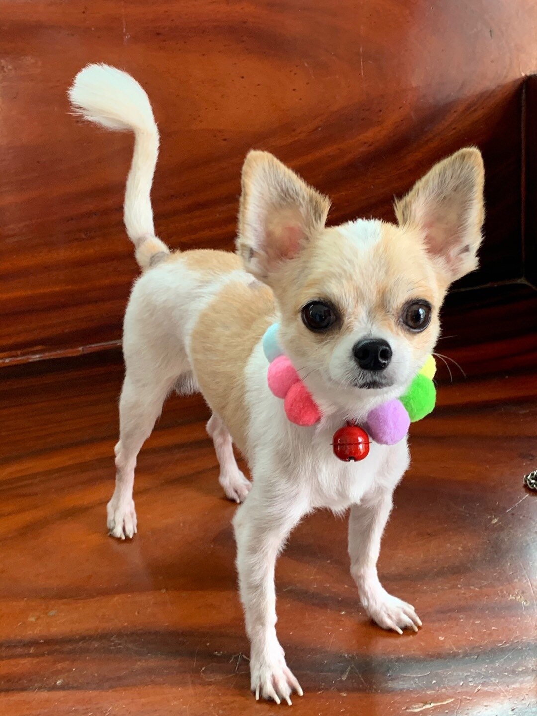 Katze Hund Kragen Neck Ring Niedliche Schal Bunte Plüsch Kugeln Strap Pet Fotografie Zubehör Katzen Halsbänder Perro Gatos Kot Dla kota