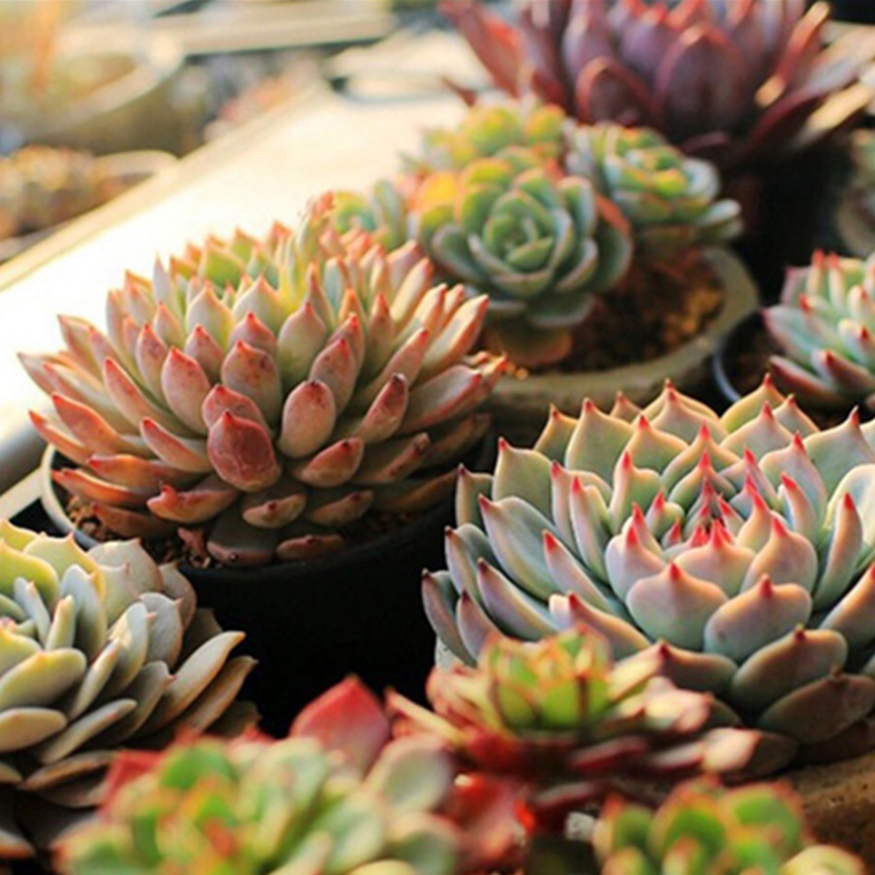 OuuZuu USB 5V LED-groeilicht Volledig spectrum Rood en blauw Phyto-groeilamp Indoor Phytolamp voor planten Bloemen Zaailing Kas