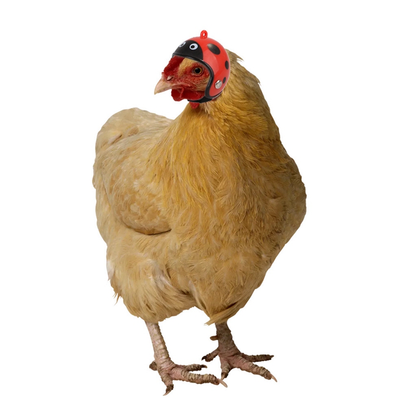 1 pièces en plastique mignon poulet chapeau poulet casque Protection couvre-tête petit animal de compagnie casque oiseau couvre-chef fournitures pour animaux de compagnie chapeau Costume