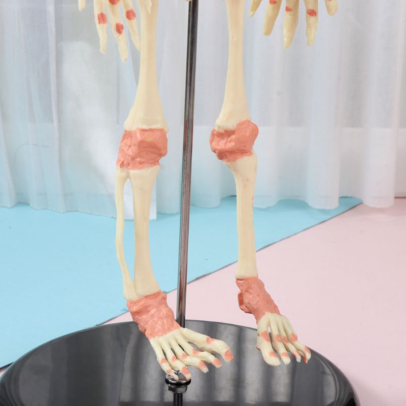 37cm mennesker dobbelt hoved baby kranie skelet anatomi hjerne display undersøgelse undervisning anatomisk model halloween bar ornament