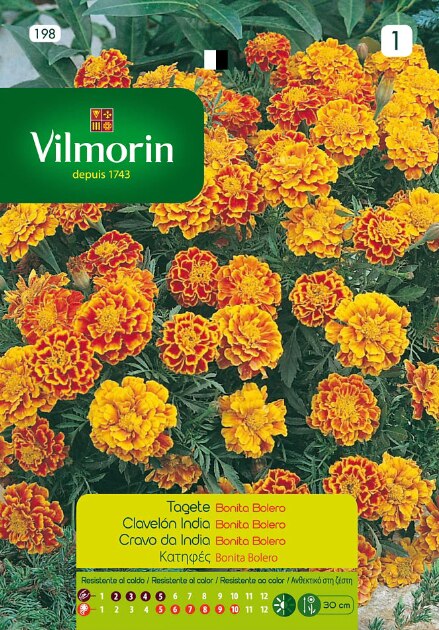 Mooie Indian Anjer Zaad