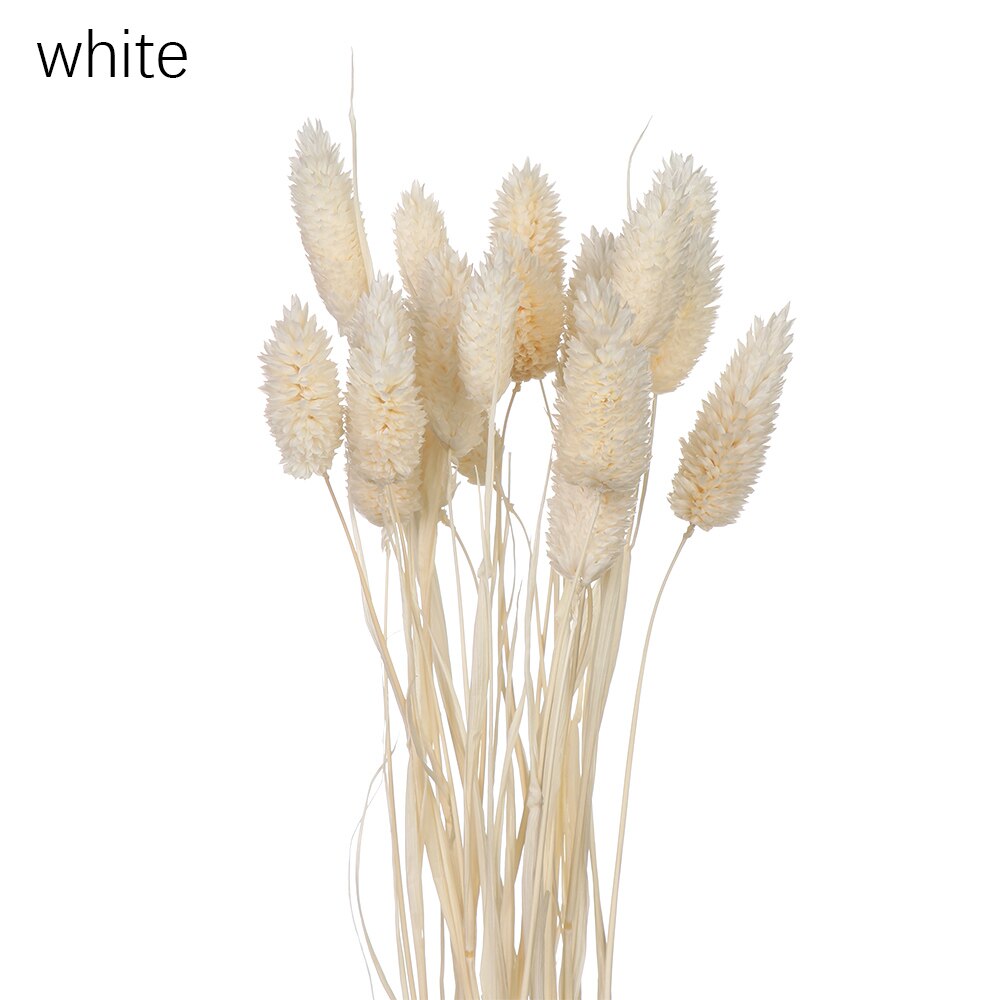 50 st kawaii glad blomma naturlig liten torkad blomma pressade torkade blommor mini dekorativt arrangemang foto bakgrundsdekoration: Vit 20 st