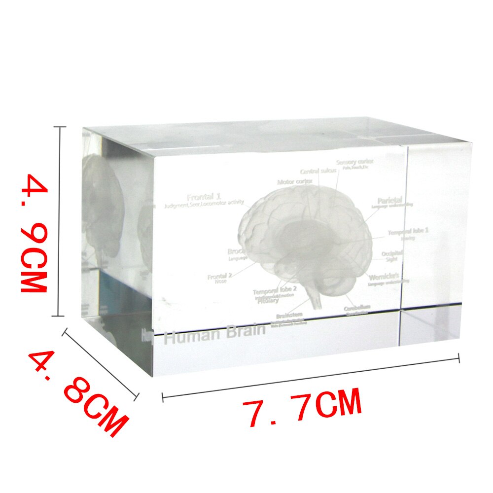 Gehirn Diagramm Kristall Würfel 3D Menschliches Anatomisches Modell Kristall Glas Würfel Anatomie Geist Neurologie Denken Medizinische Wissenschaft