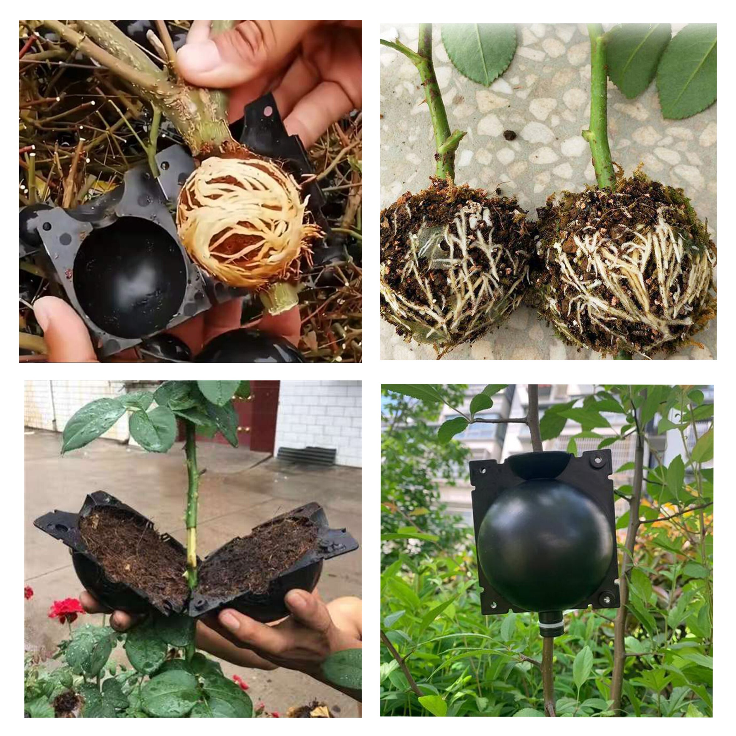 Kit de ciseaux de greffage, boule de croissance de plantes, boîte de Propagation de plantes de jardin, greffage de jeunes arbres, outil de pépinière 3 couleurs
