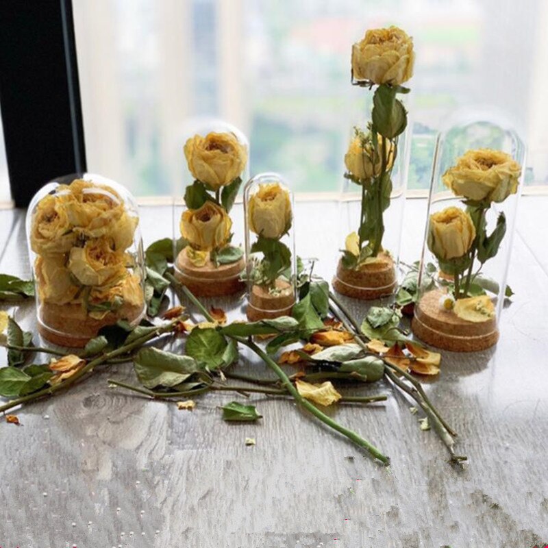 7*30cm Cork Base Glass Dome Home Wedding Decoration Diameter=7cm Diameter=30cm Glass Cover Vase Friend