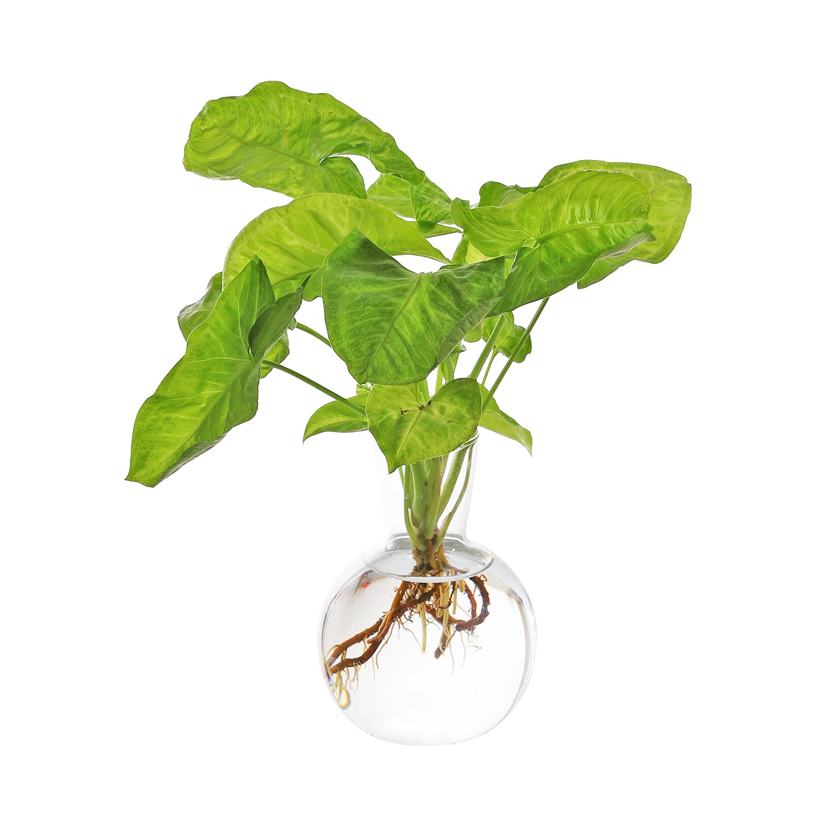 Clear Ball Bud Vase Transparent Round Glass Vase for Weddings Parties Table Centerpieces