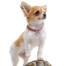 Mini Hond Bling Strass Chocker Halsbanden Fancy Hond Hartvormige Ketting Coleira Para Cachorro