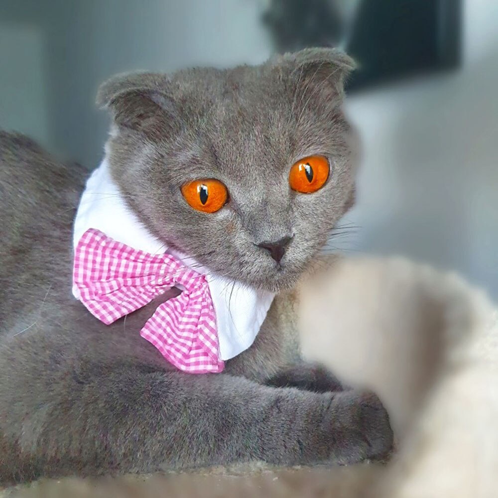 Flugor för husdjur klassiskt rutigt tryck kattfluga justerbar fluga krage för katter små valpar hundar kattunge kläder tillbehör