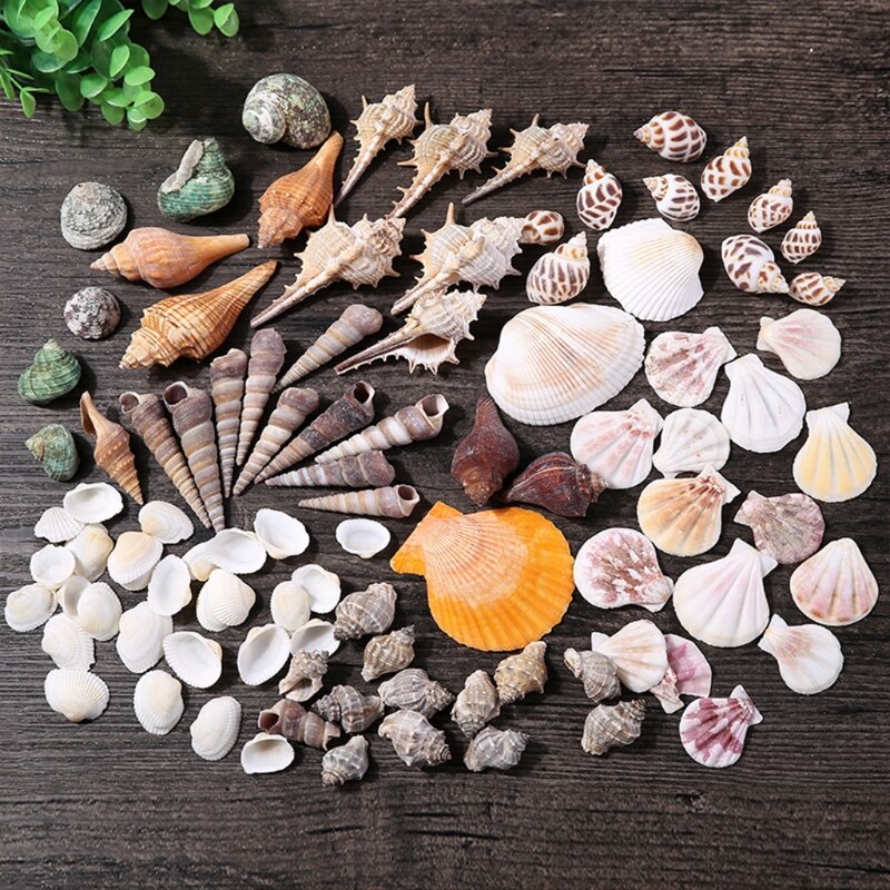 Starfish Seashells Sea Snail Coral in Random Match Fish Tank Ornaments Aquarium Decoration Theme Party Decor DIY Crafts