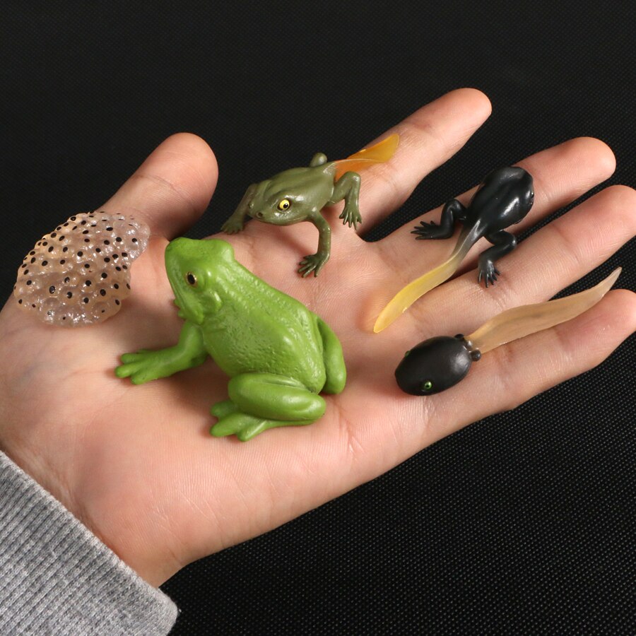 Sjove dyr natur vækstcyklus insekter voksende model biologi tidlig læring pædagogisk legetøj til børn: Frø 5 stk sæt