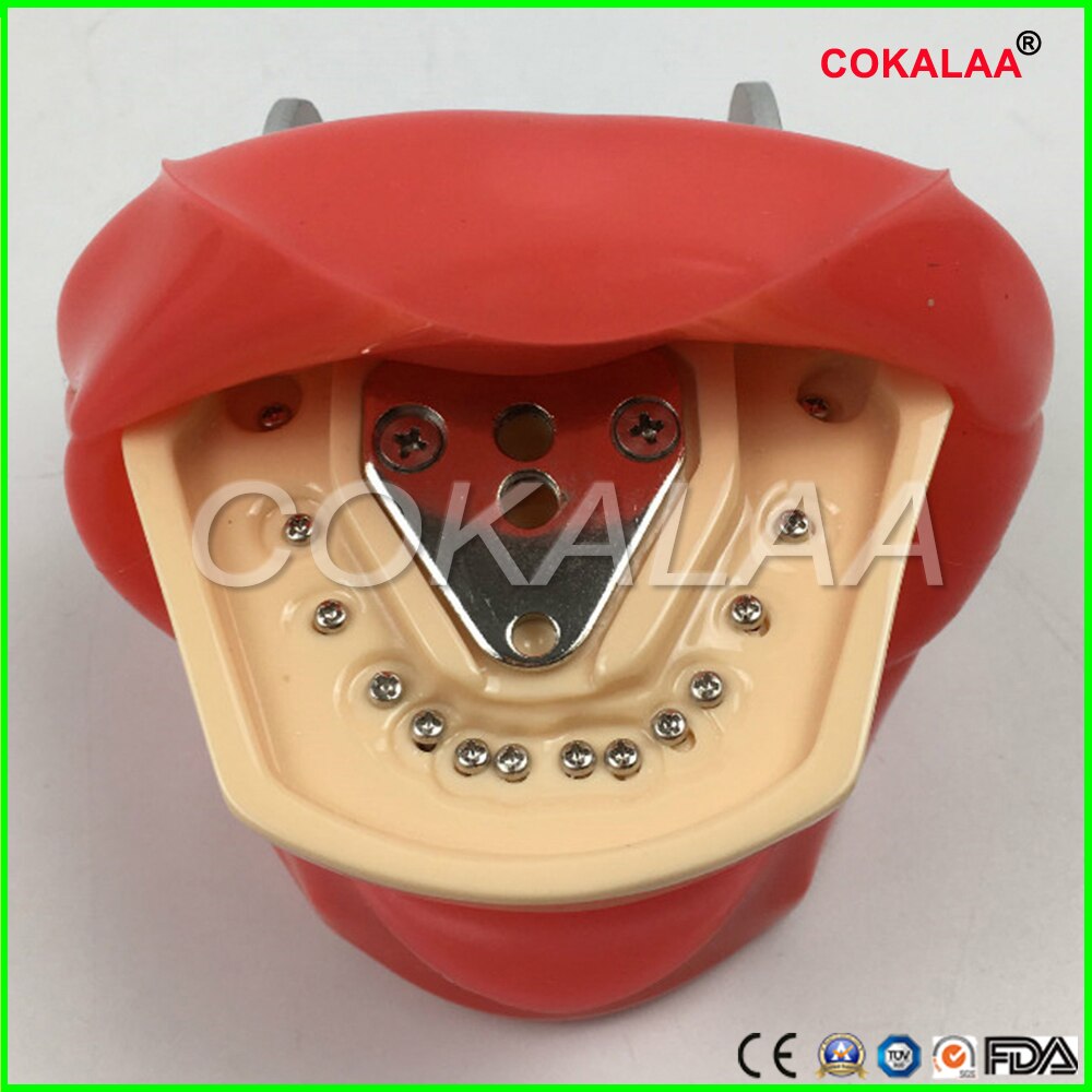 Student Learning Model Dental phantom head model Silicone Mask with 28 Pieces Screw Fixed Teeth