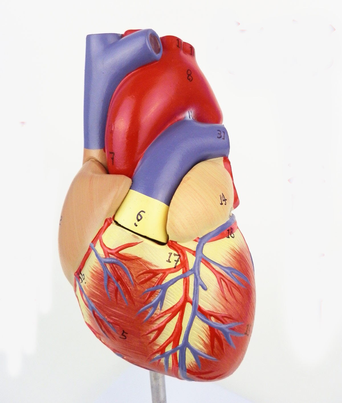 originele hart anatomie model 2 onderdelen 1: 1 hart model met 34 nummer