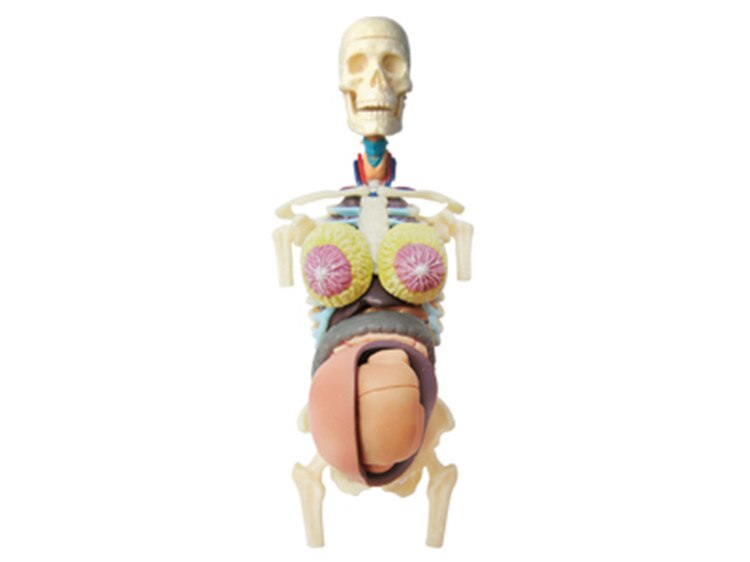4D Durchscheinende Weibliche ANATOMIE Torso Körper Frauen Schwangerschaft Schwangere 41 Teile Montiert Menschlichen Modell Medizinische Schädel Skelett Trainingsmodelle